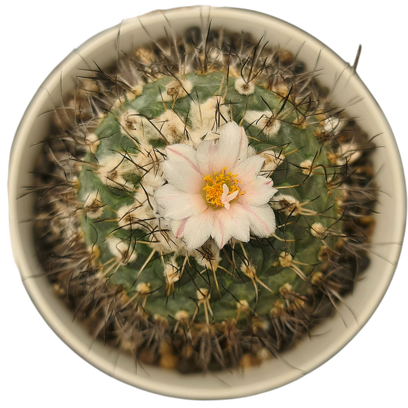 Turbinicarpus schmiedickeanus subs. gracilis