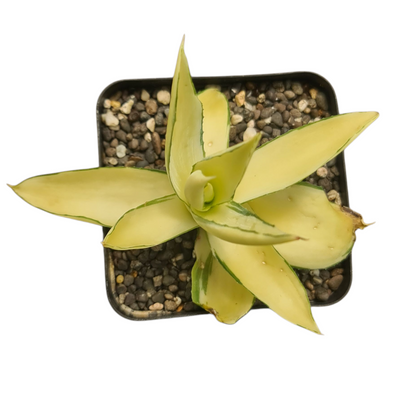 Agave diamantina superstar