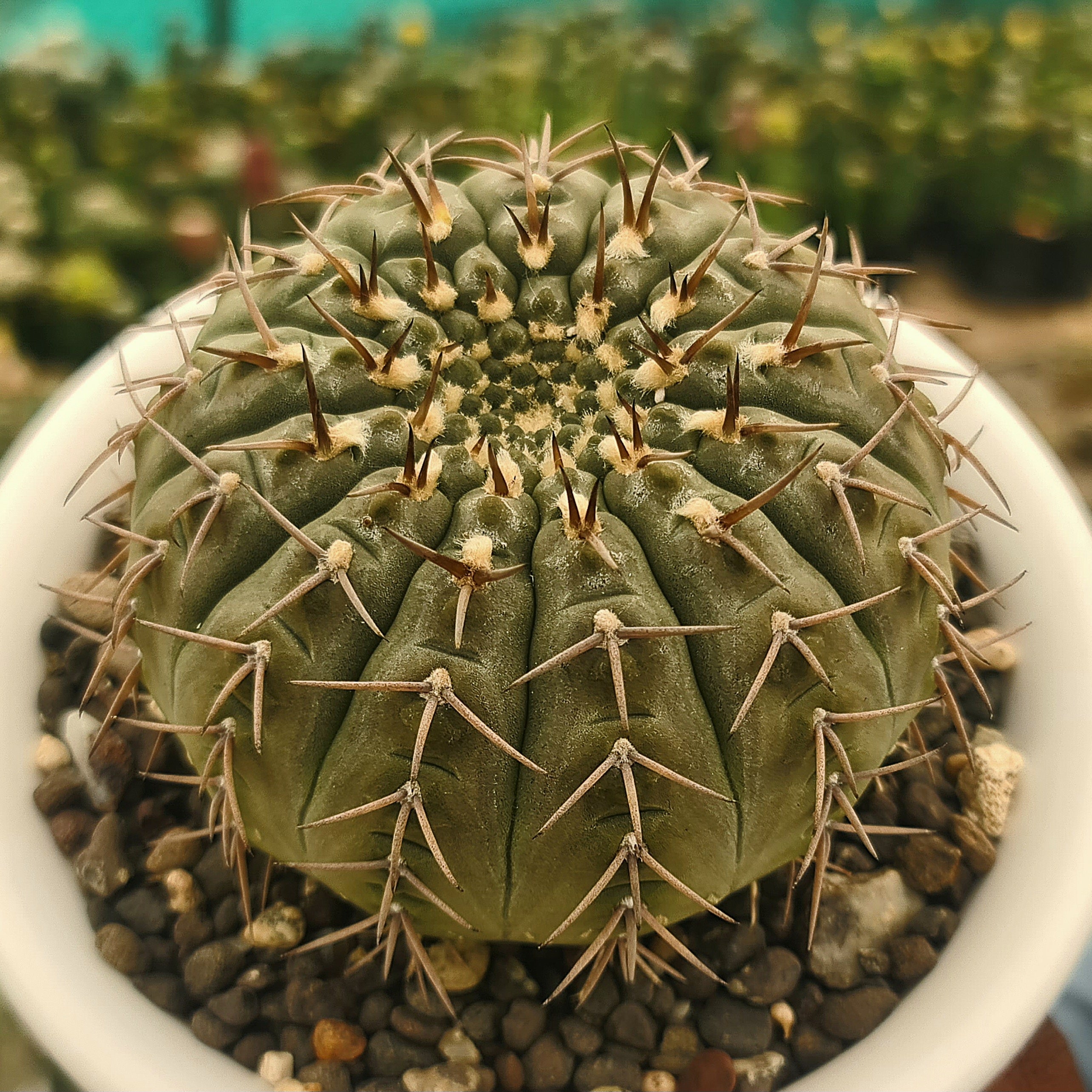 Gymnocalycium Bodenbenderianum G.V521 Rare Cactus Plant – Samarth ...