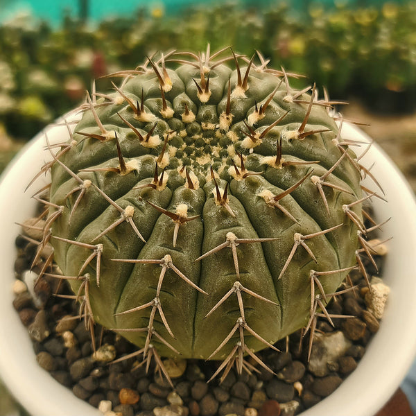 Gymnocalycium_Bodenbenderianum G.v521 6_INCHS_RAND_N_POT WITHOUT_POT