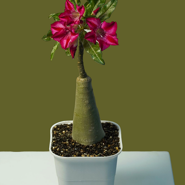 Adenium crispum hybrid
