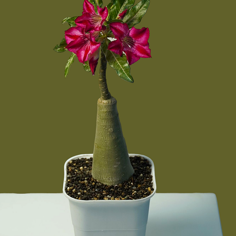 Adenium crispum hybrid