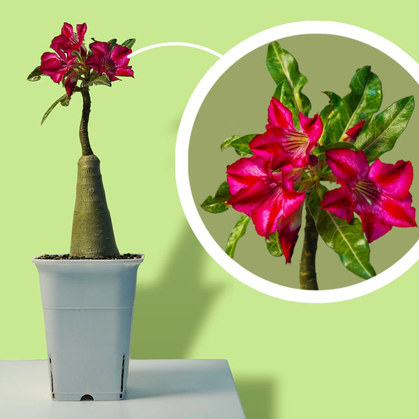 Adenium crispum hybrid_popular_succulent