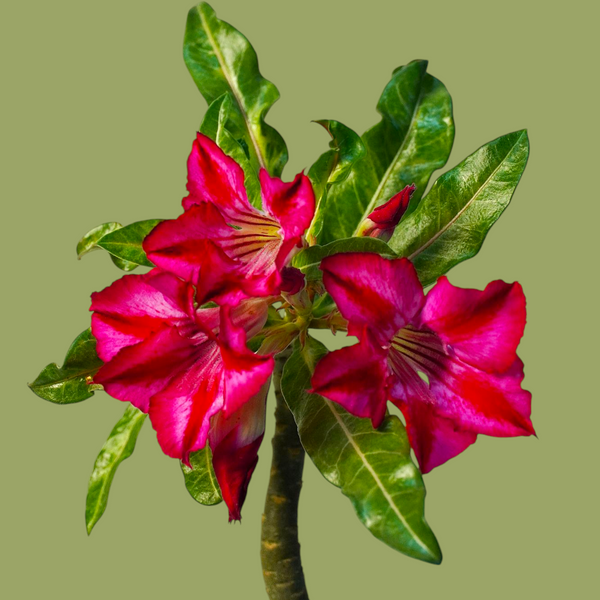 Adenium crispum hybrid_popular_succulent