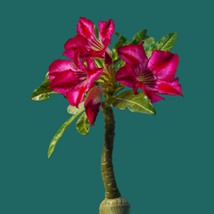 Adenium crispum hybrid