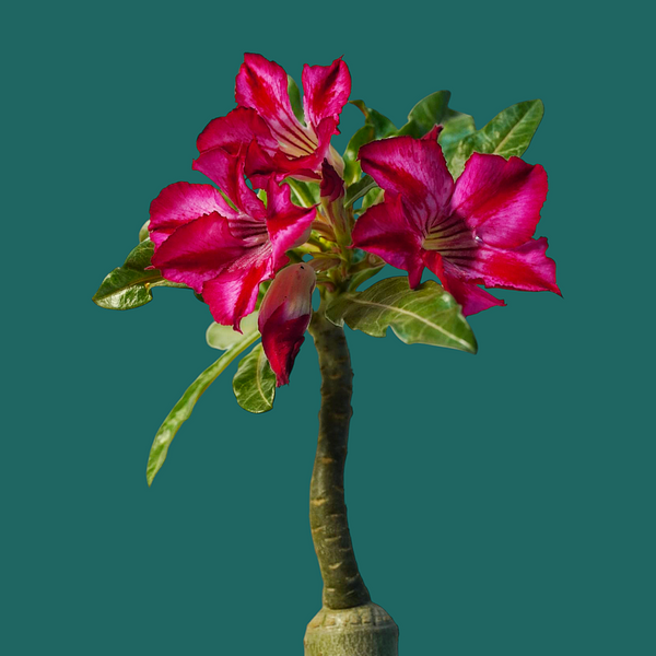 Adenium crispum hybrid_popular_succulent