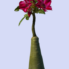 Adenium crispum hybrid