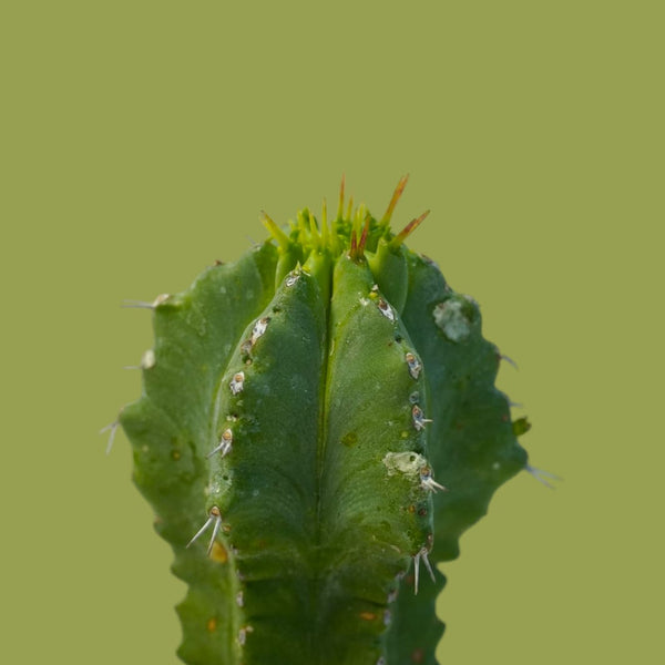 Euphorbia fruticosa inermis