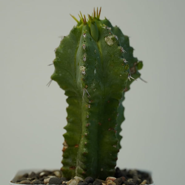 Euphorbia fruticosa inermis