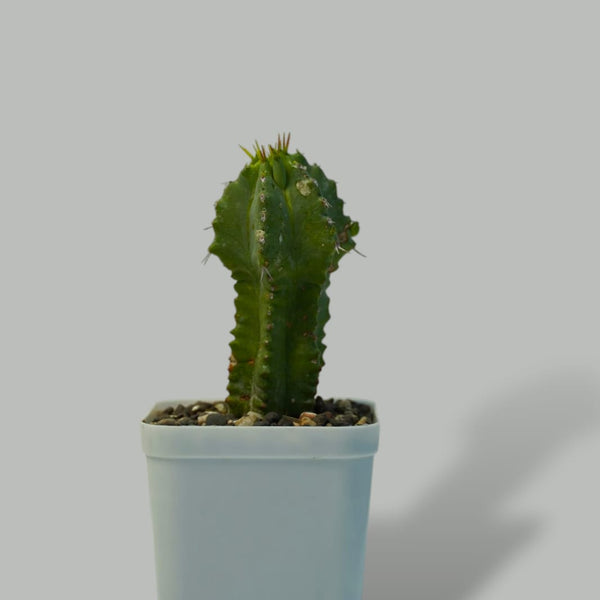 Euphorbia fruticosa inermis