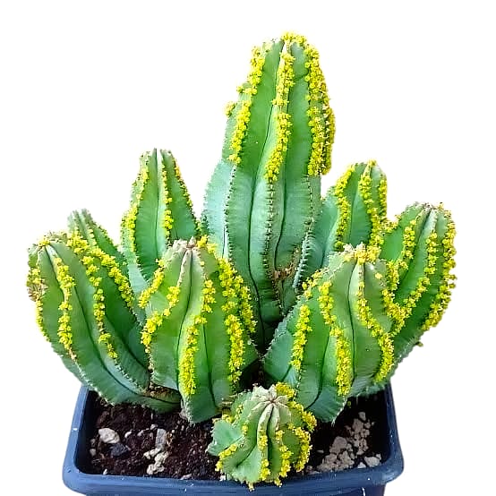 Euphorbia fruticosa inermis