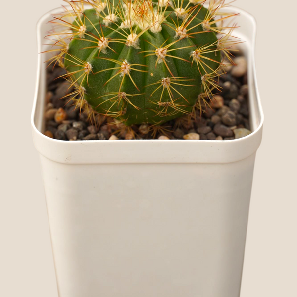 Melocactus curvispinus subs. loboguerrero_cacti