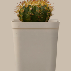 Melocactus curvispinus subs. loboguerrero_cacti