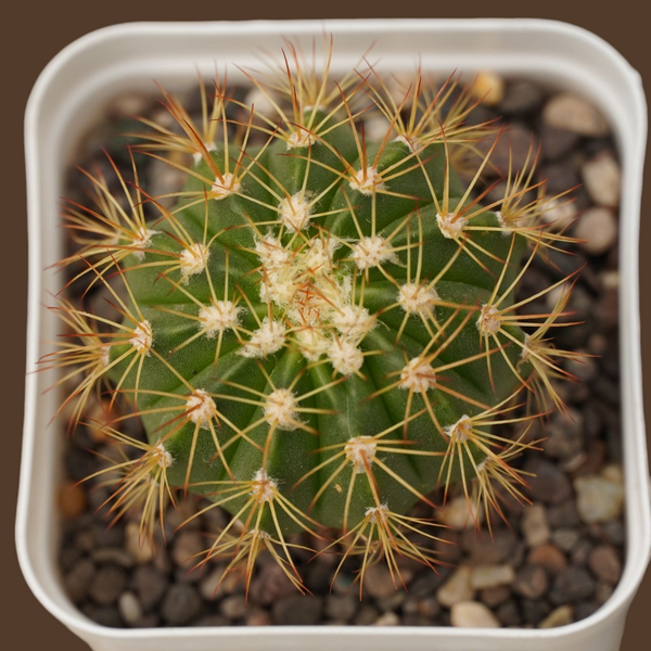 Melocactus curvispinus subs. loboguerrero_cacti