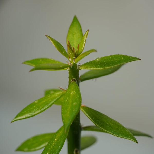Pereskiopsis spathulata-pencil cactus