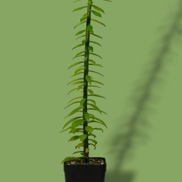 Pereskiopsis spathulata-pencil cactus
