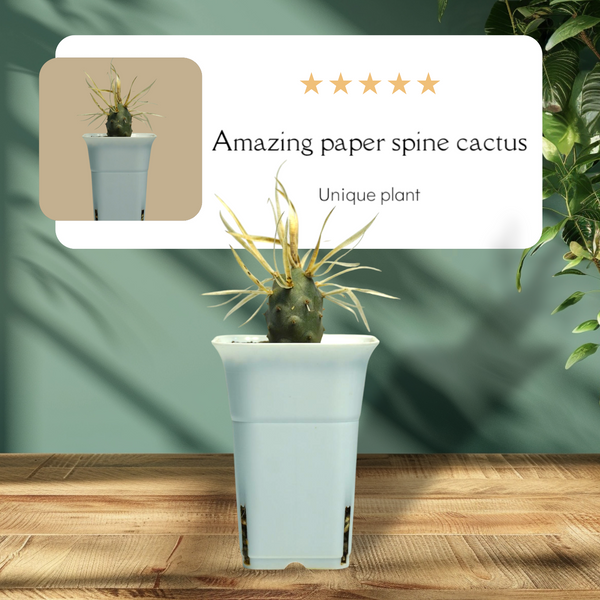 Tephrocactus articulatus var. papyracanthus_CACTUS