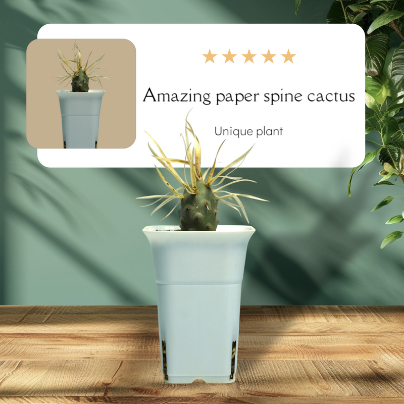 Tephrocactus articulatus var. papyracanthus_CACTUS