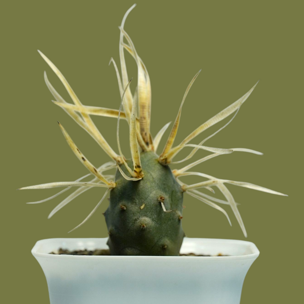Tephrocactus articulatus var. papyracanthus_CACTUS