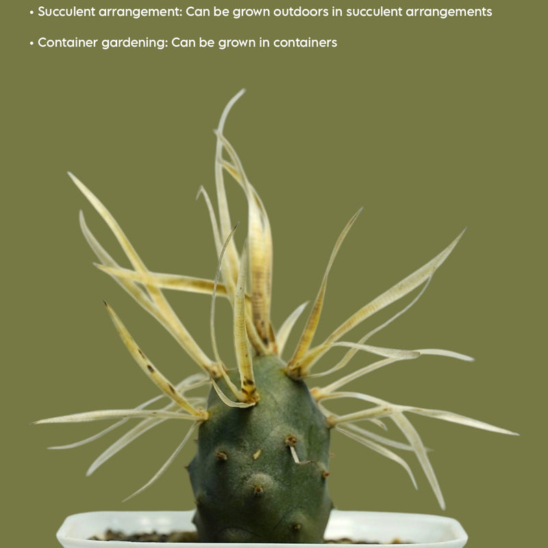Tephrocactus articulatus var. papyracanthus_CACTUS