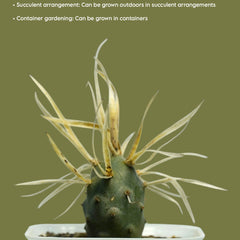 Tephrocactus articulatus var. papyracanthus