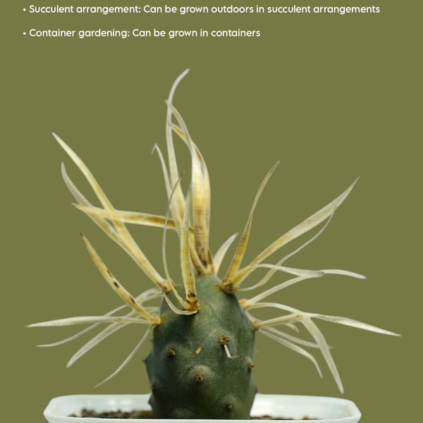 Tephrocactus articulatus var. papyracanthus
