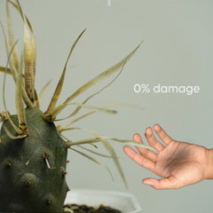 Tephrocactus articulatus var. papyracanthus