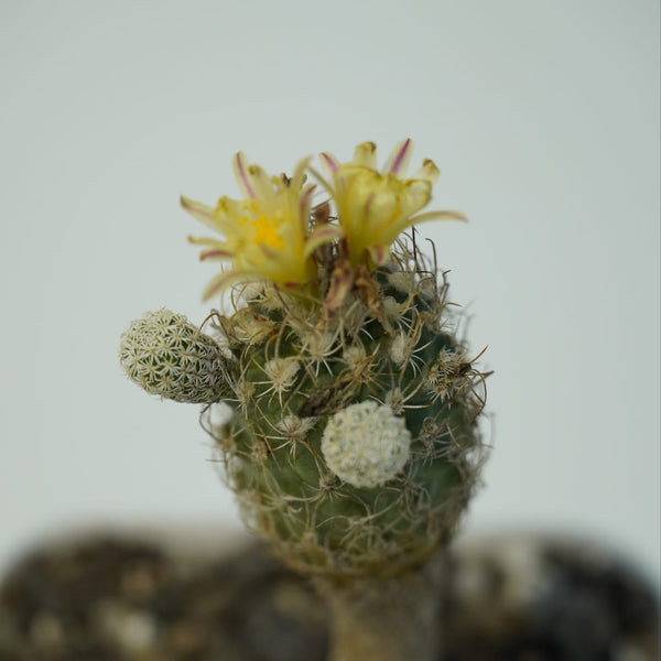 Turbinicarpus krainzianus subsp pesidopectinathus