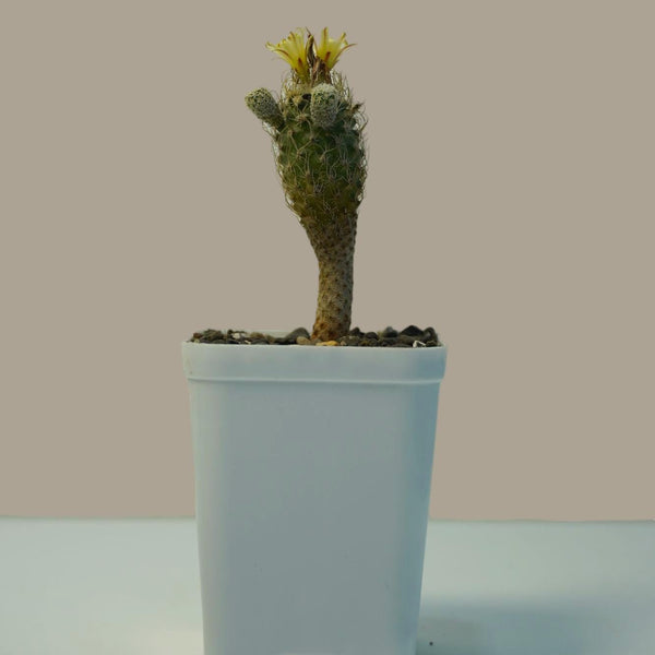 Turbinicarpus krainzianus subsp pesidopectinathus