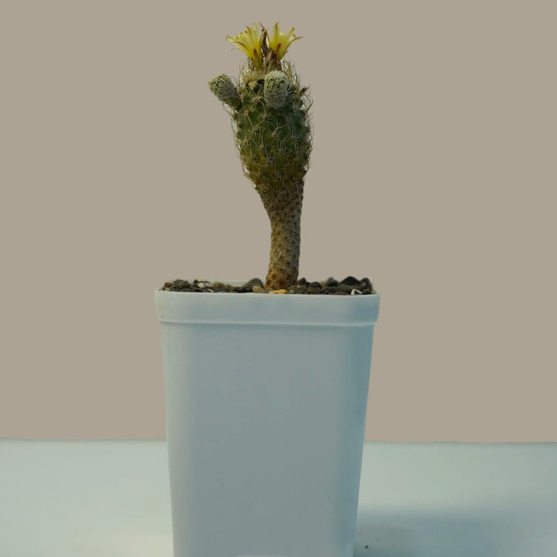 Turbinicarpus krainzianus subsp pesidopectinathus