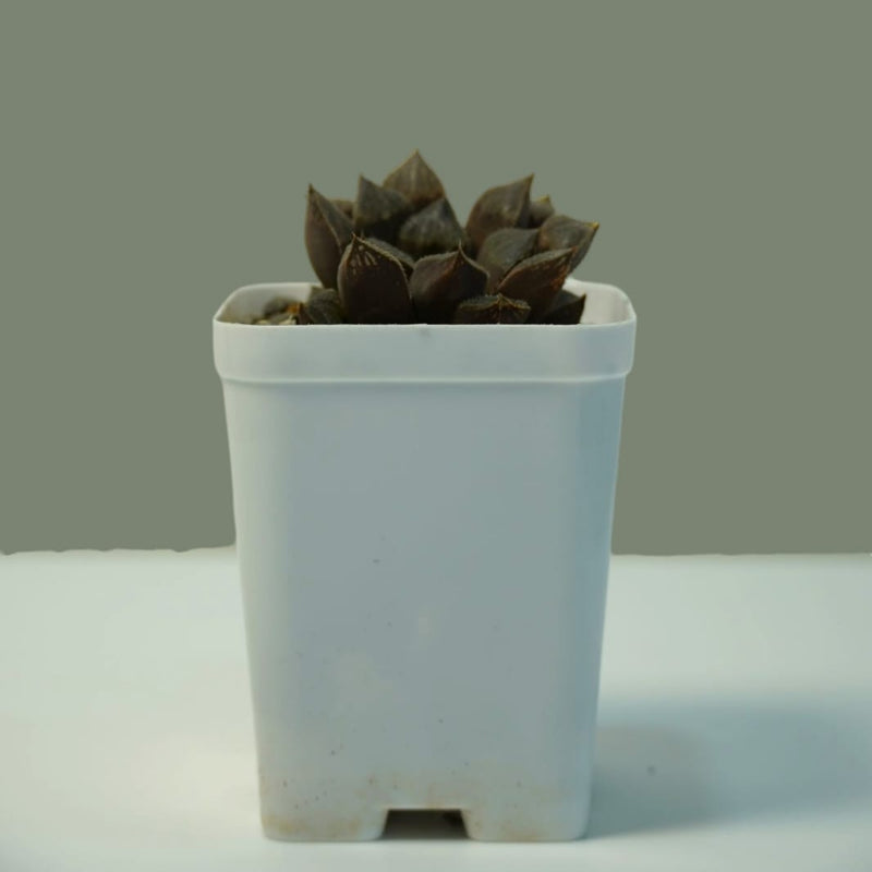 Haworthia emelyae var_SUCCULENT