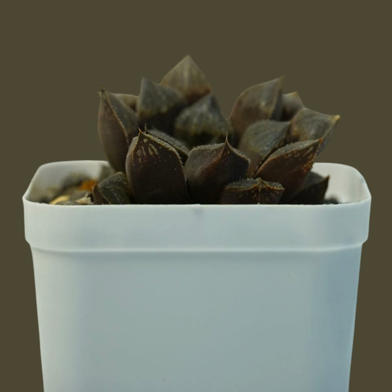 Haworthia emelyae var_SUCCULENT