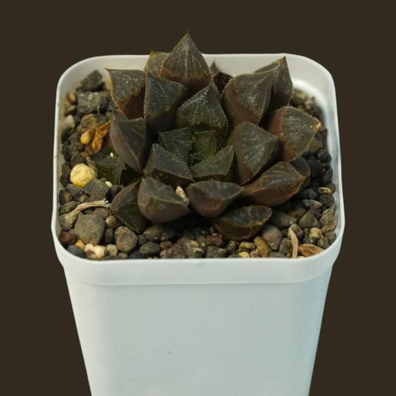 Haworthia emelyae var_SUCCULENT