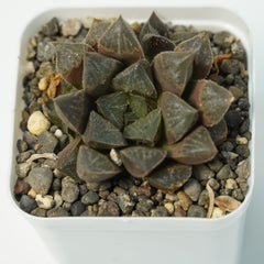 Haworthia emelyae var_SUCCULENT