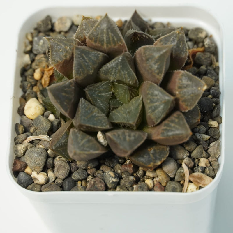 Haworthia emelyae var_SUCCULENT