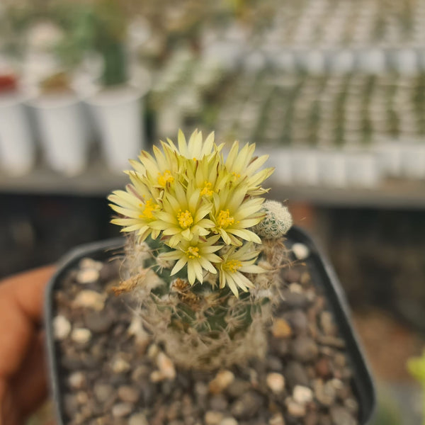 Turbinicarpus krainzianus subsp pesidopectinathus