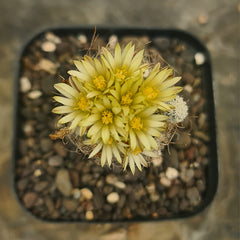 Turbinicarpus krainzianus subsp pesidopectinathus
