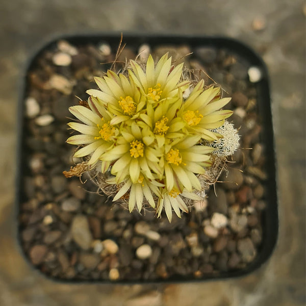 Turbinicarpus krainzianus subsp pesidopectinathus