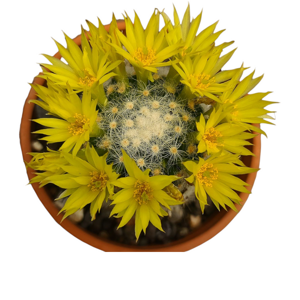 Mammillaria baumii_cactus_beauty