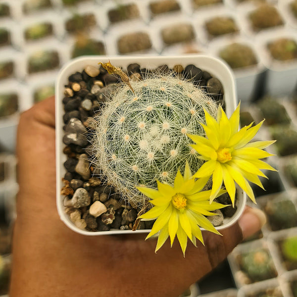 Mammillaria baumii_cactus_beauty