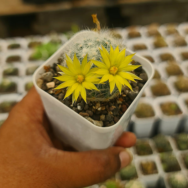Mammillaria baumii_cactus_beauty