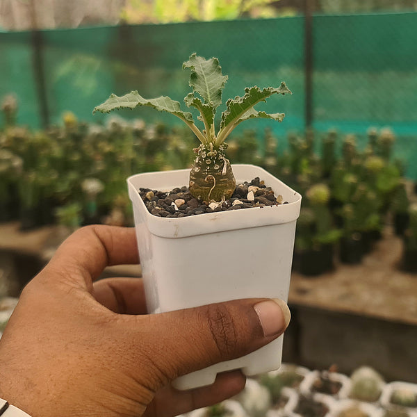 Dostenia crispa hybrid- secculents