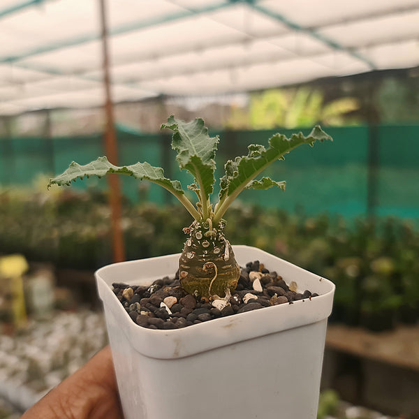 Dostenia crispa hybrid- secculents