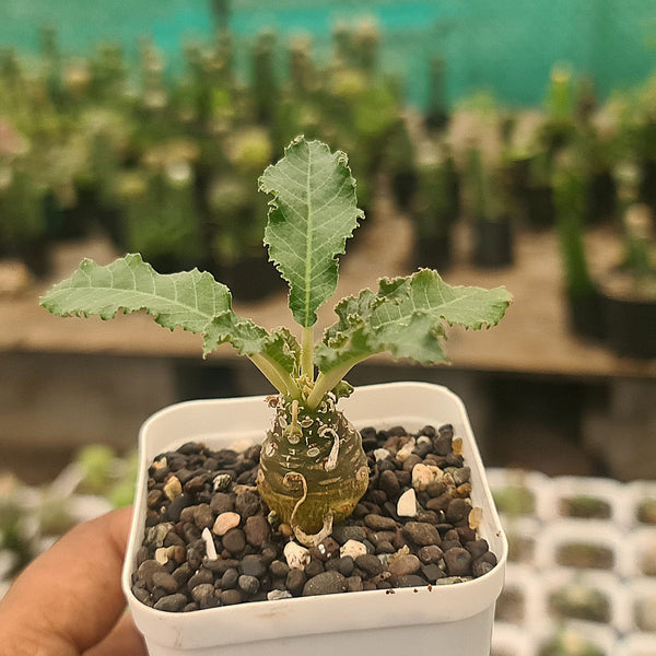 Dostenia crispa hybrid- secculents