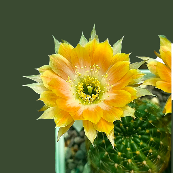 Lobivia L. 017 3.5_INCHS_QEAURN_POT WITHOUT_POT