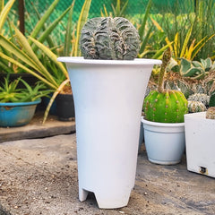 Astrophytum onzuka cv hannya + fukuryo