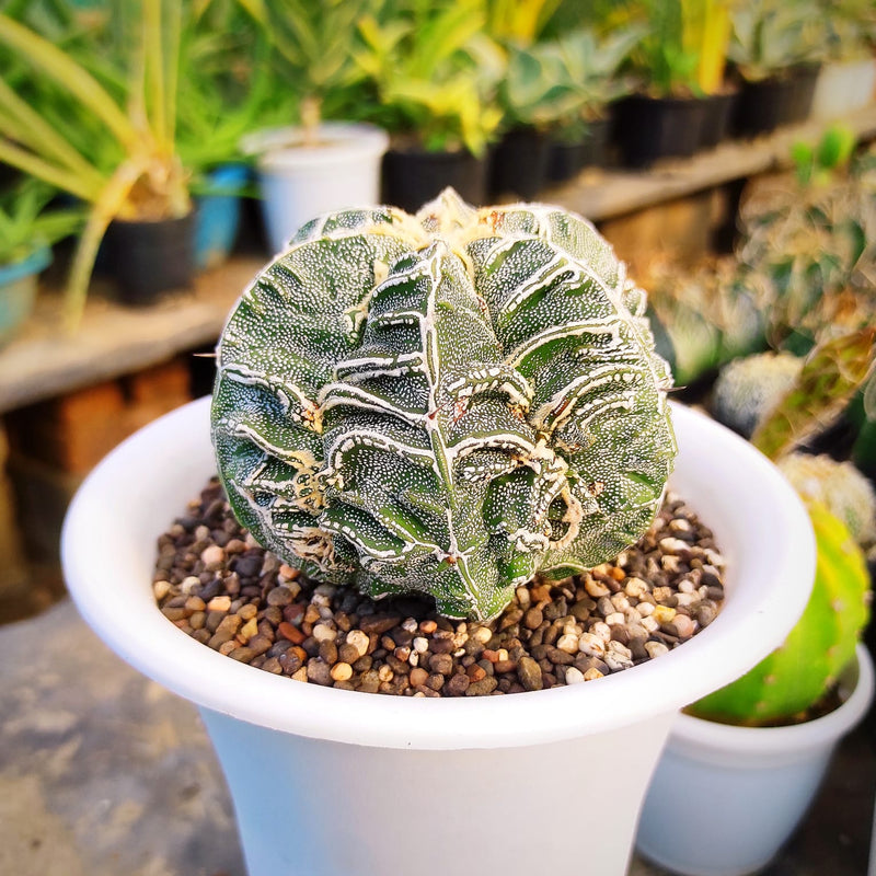 Astrophytum onzuka cv hannya + fukuryo