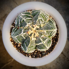 Astrophytum onzuka cv hannya + fukuryo 6_INCHS_RAUND_N_POT WITHOUT_POT