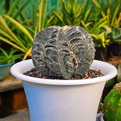 Astrophytum onzuka cv hannya + fukuryo