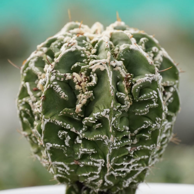 Astrophytum myriostigma cv hanakagoÂ F.H617 6_INCHS_RAUND_N_POT WITHOUT_POT